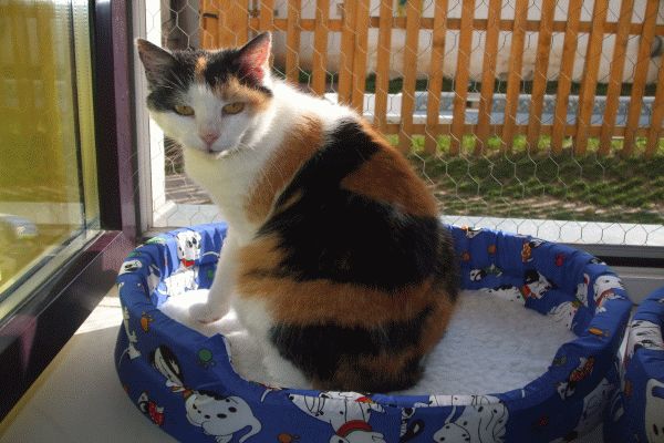 Príbeh mačky Ruženky