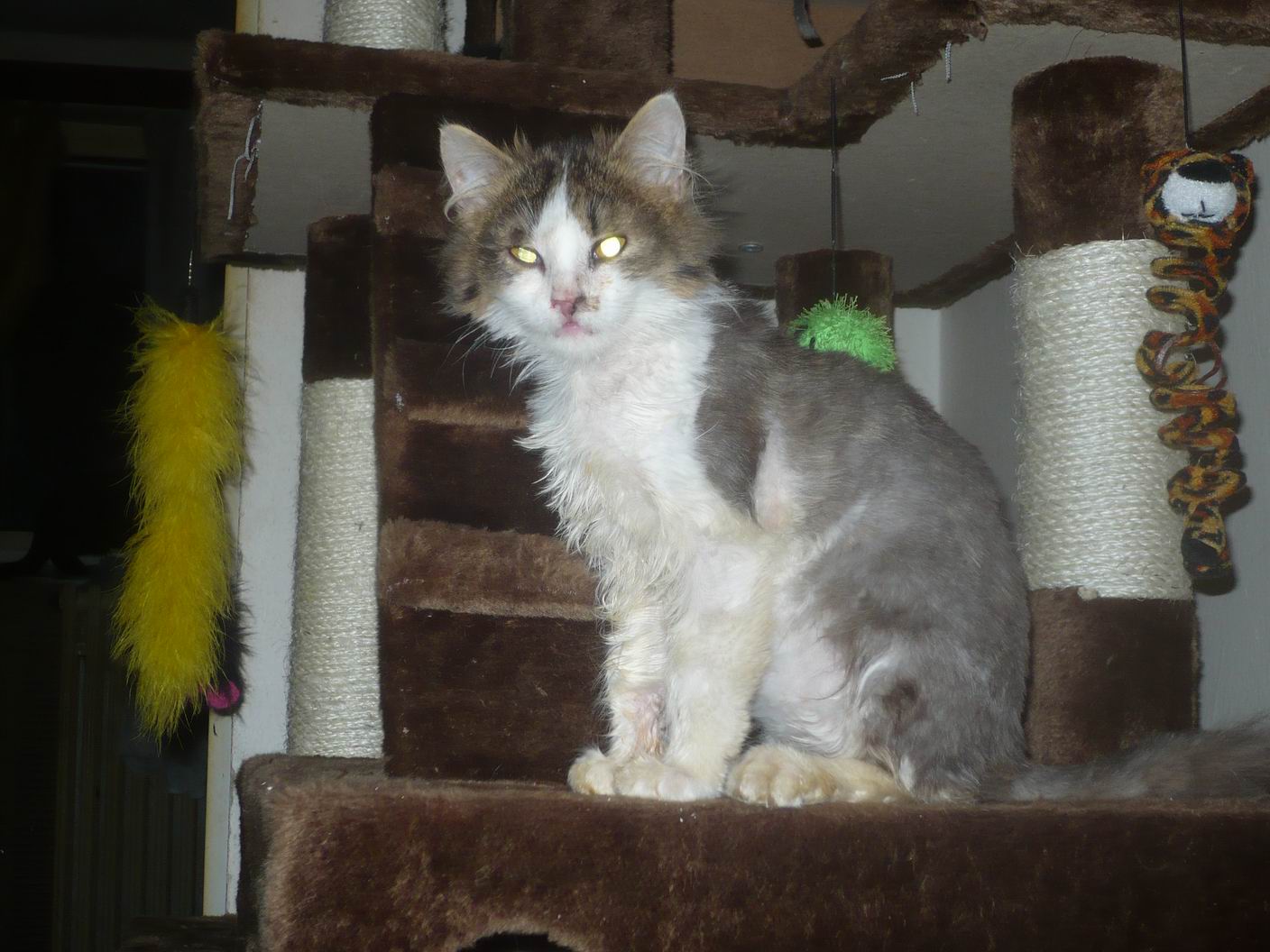 Viktorka - príbeh písaný životom