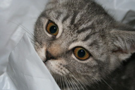 Zaujímavosti o mačkách