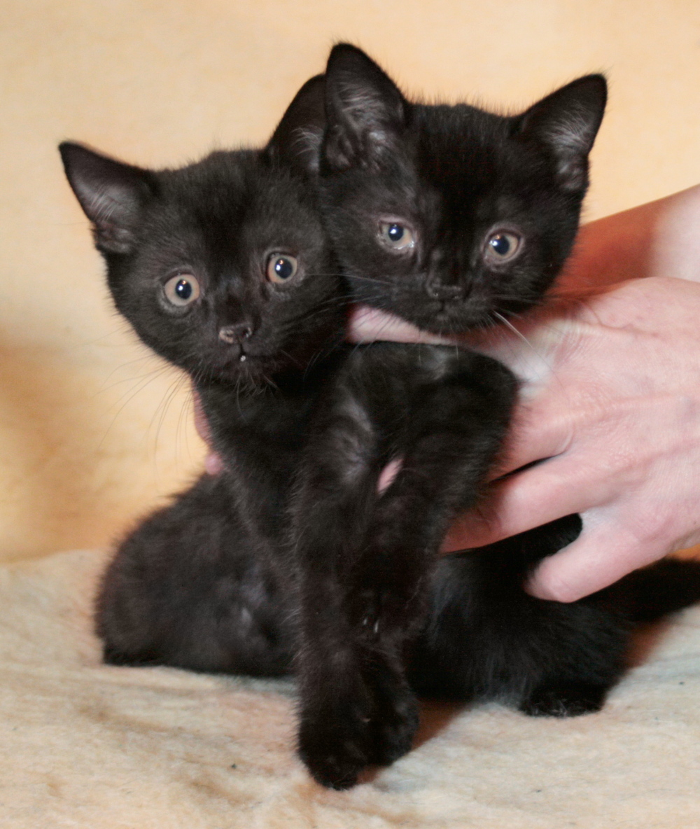 Čierna mačka & # 8211; téma na zamyslenie