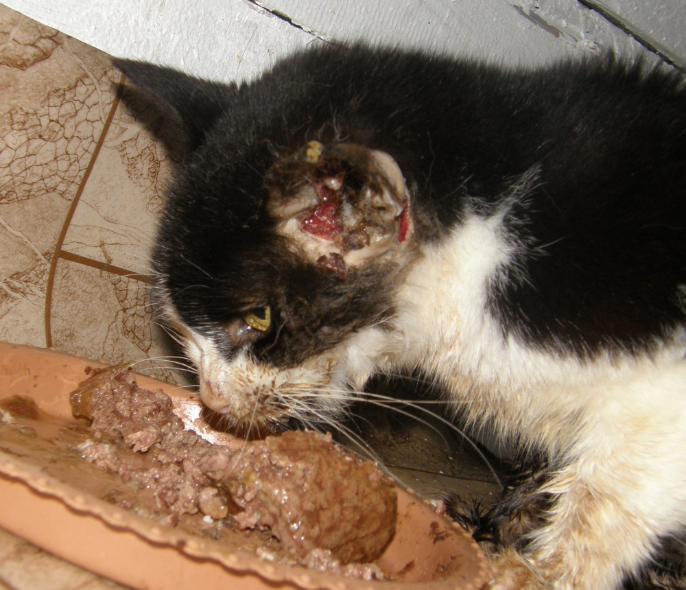 Postrelená Salma z Hájku