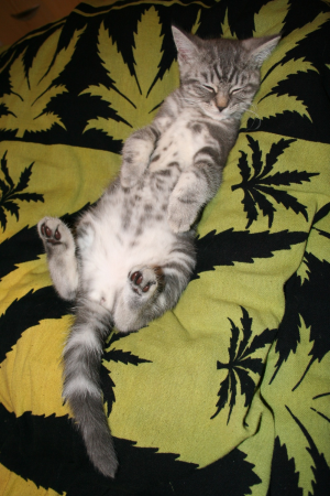 Mačiatko v novom domove