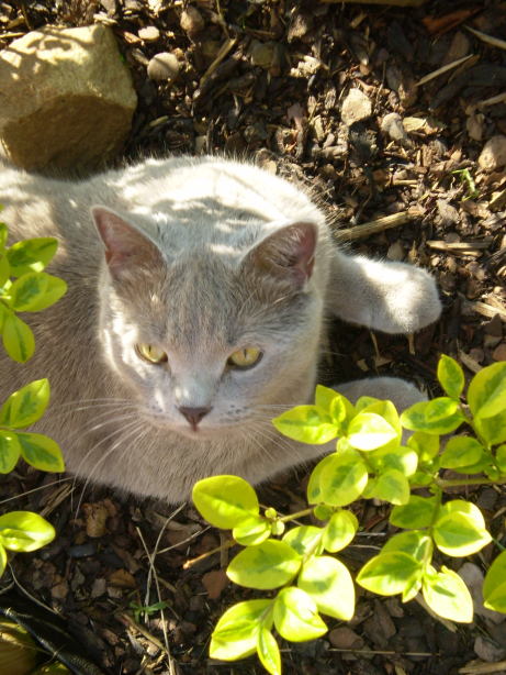 Nebezpečenstvo číhajú na mačku