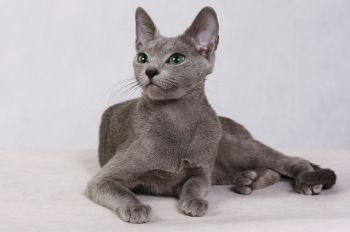 Ruská modrá mačka