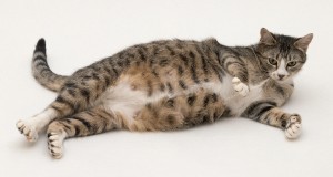 Keď čaká mladé ...