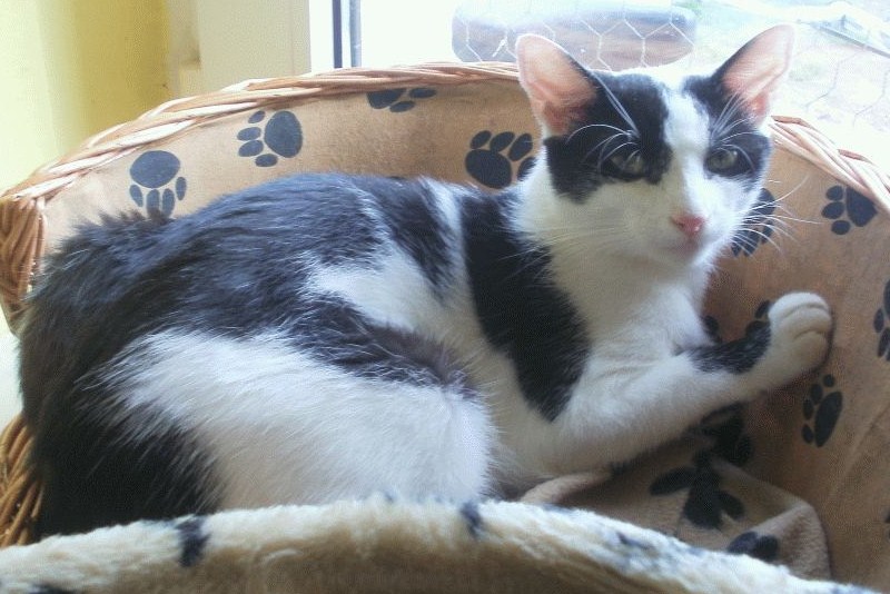 Neobyčajný osud kocúra bodiek