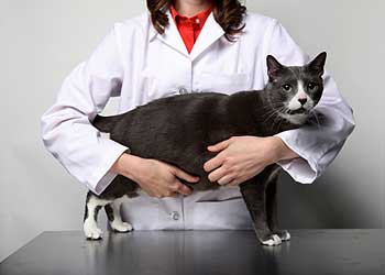 Než vyhľadáte zvieracieho doktora & # 8230;