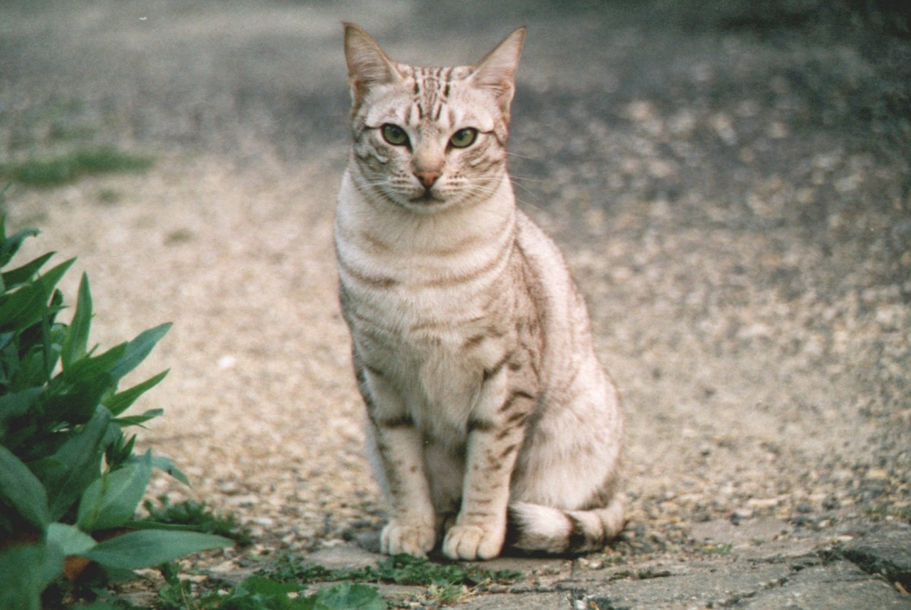 Toxokaróza nie je toxoplazmóza