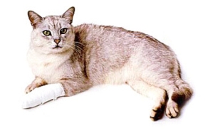 Prvá pomoc pre mačky