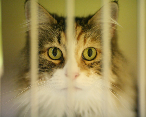 Vzťah Čechov k opusteným a nájdeným zvieratám