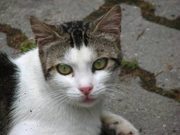 Zhorší sa situácia zvierat v SR?