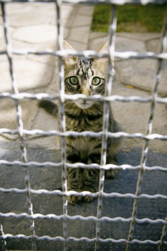 Misky v útulkoch sa opäť plní