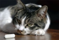 Ako dať mačke prášok?