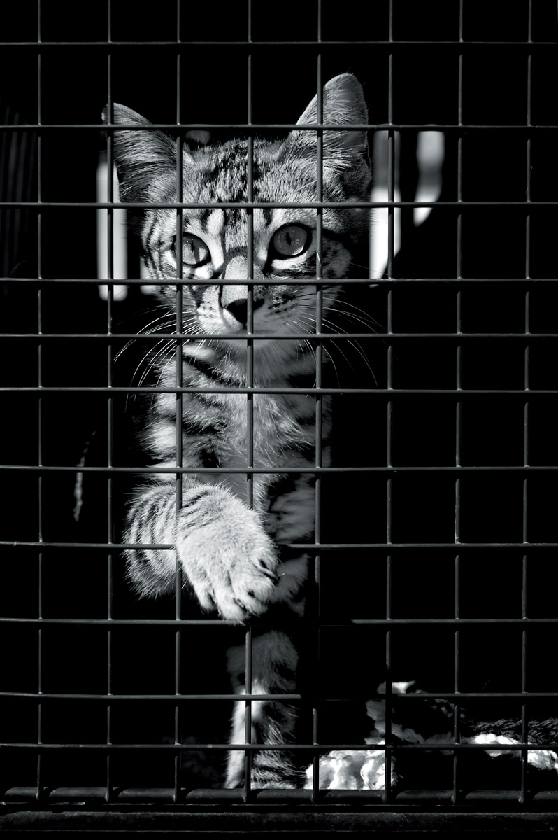 Oslávte Svetový deň zvierat pomocou & # 8222; útulkáčům & # 8220;