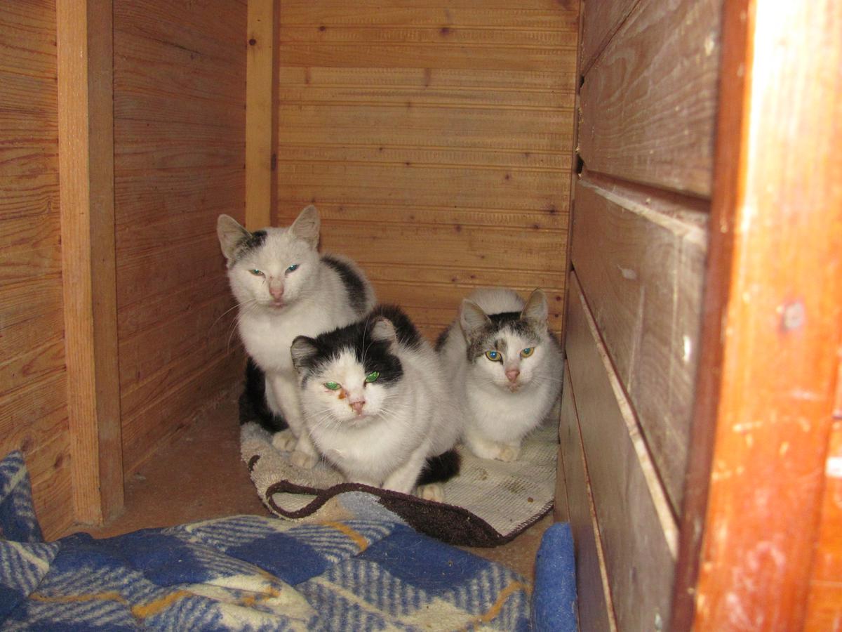 Týrané mačičky zo Slaného