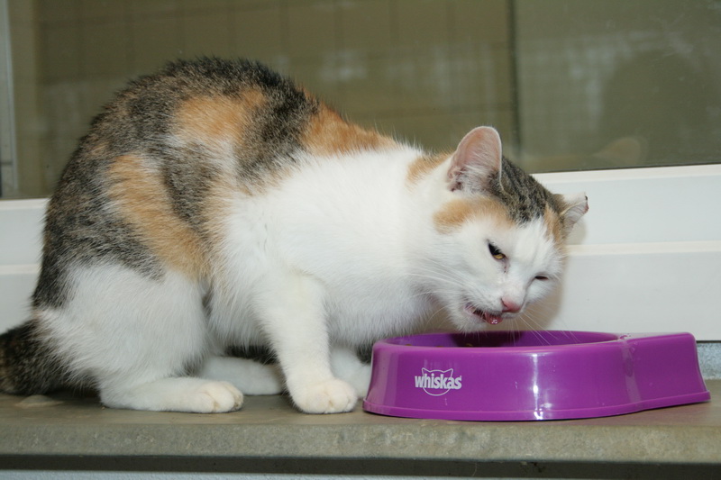 Vybraným útulkom sa do Vianoc naplní misky