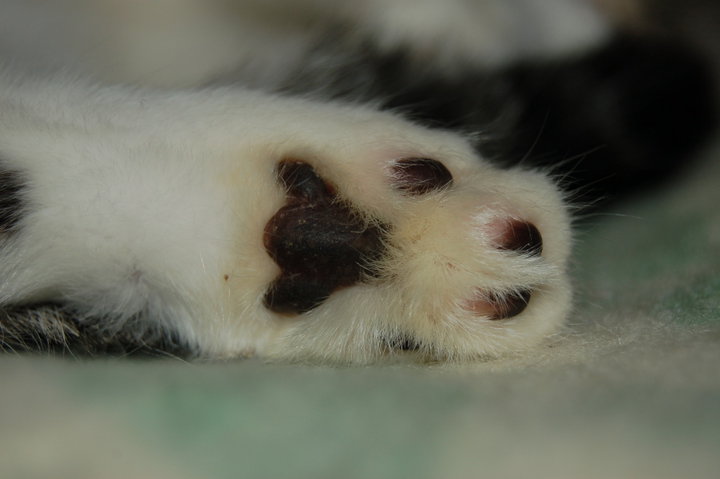 Občianske združenie Zatúlané Labky