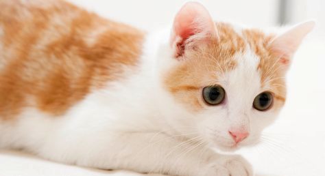 Keď má mačka starosti