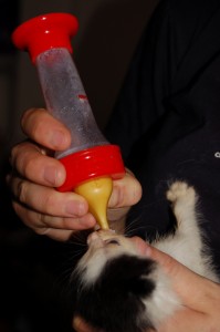 Ako sa postarať o osirelé mačiatko?