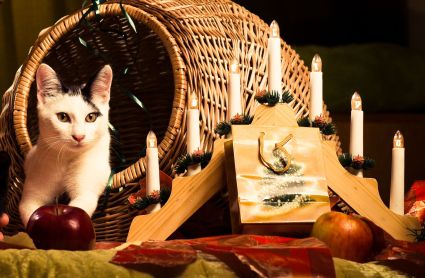 Strom splnených mačacích želania na pomoc útulkom