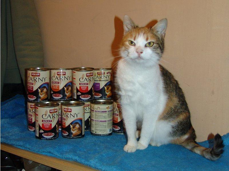 Mačacie želanie - viac ako 700 000 korún pre mačky v útulkoch