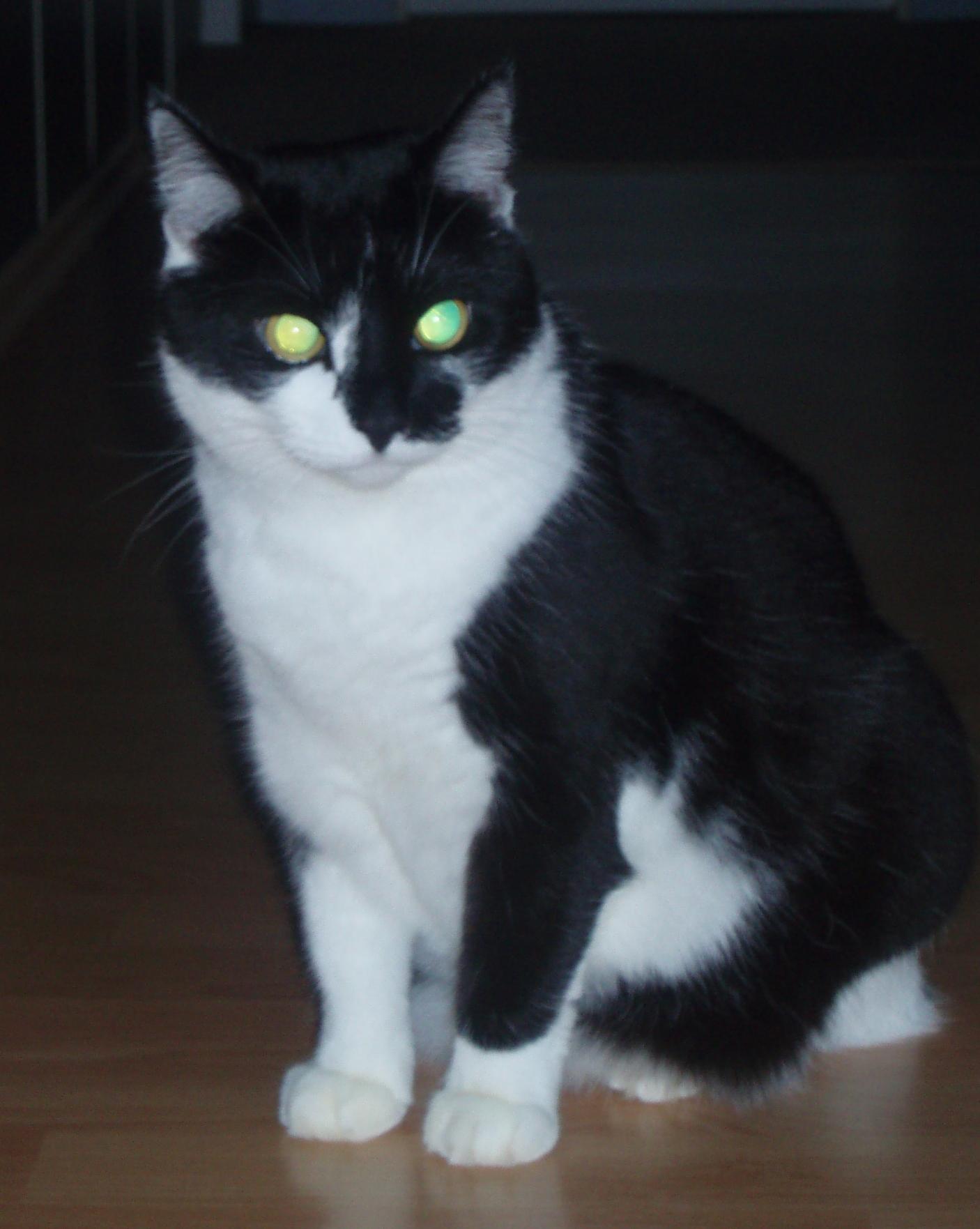 Škola zvieratiek pre deti