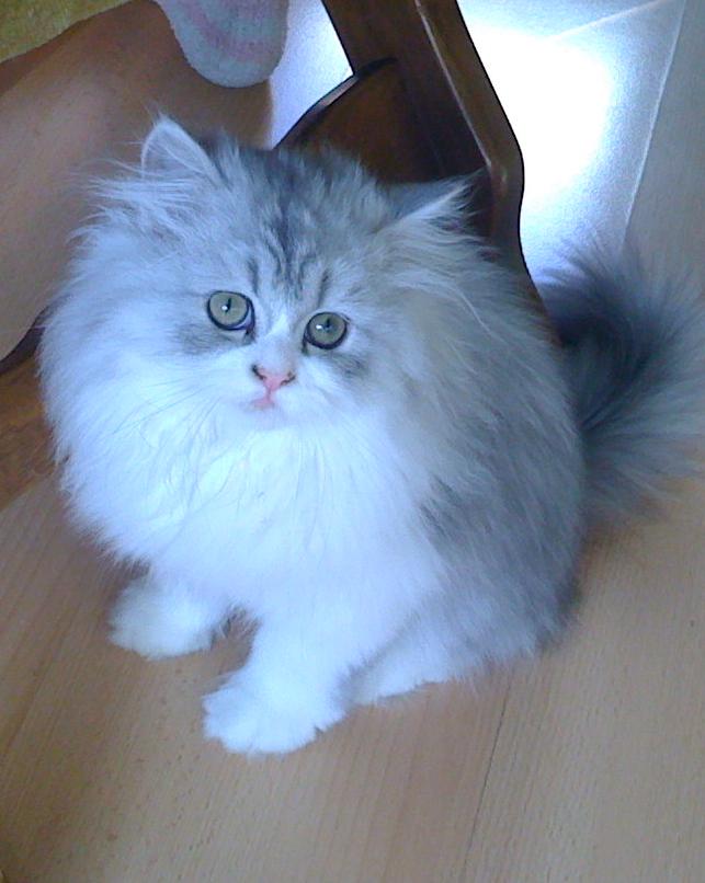 Informačné centrum ochrany zvierat v Prahe sa znovu otvára záujemcom