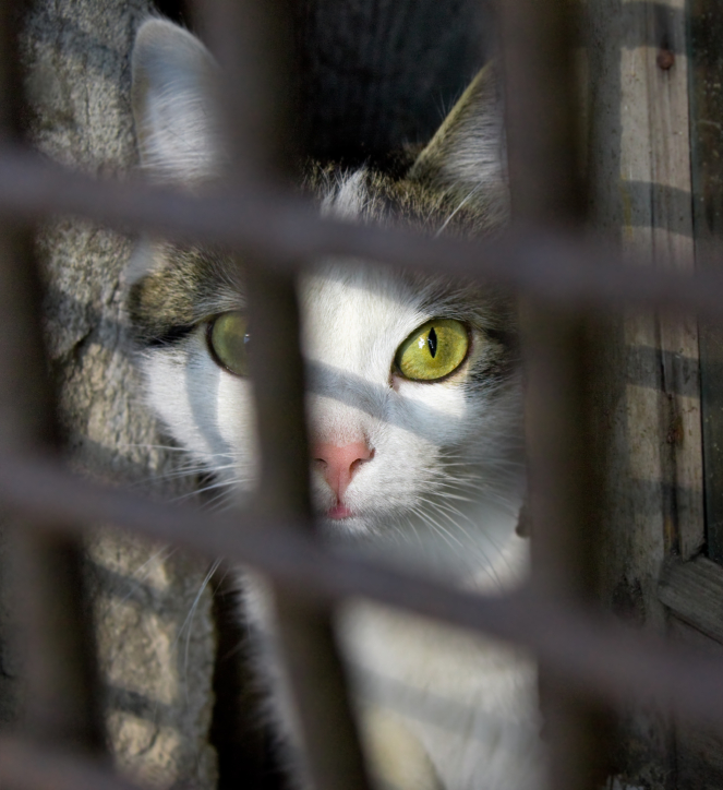 Umiestňovacej výstava mačiek na veľtrhu FOR PETS