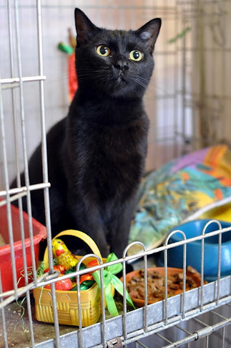 Umňoukané Veľká noc s mačacie koledou