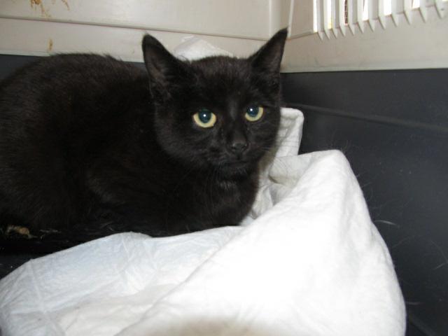 Montážne výstava opustených mačiek & # 8211; FOR PETS 2012