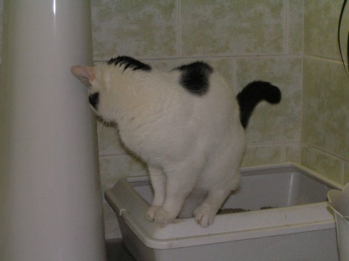 Má vaša mačka správny záchod?