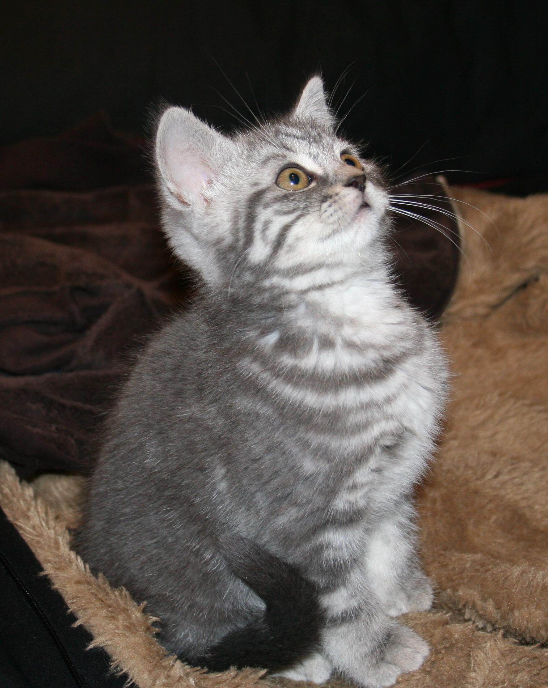 Vyvážená strava od mačiatka je základ