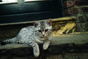 Ektoparazity ovplyvňujú aj vaše zdravie