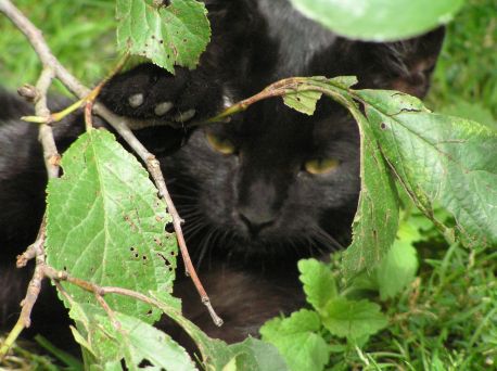 Nádory mliečnej žľazy