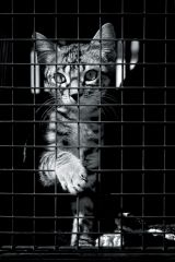 Lepší svet pre zvieratá