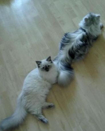 Očkovanie a homeopatiká