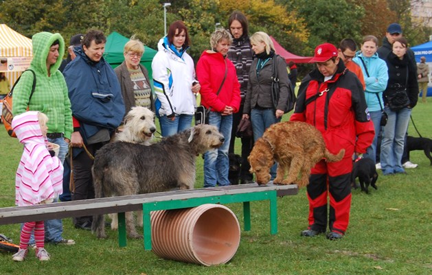Pozvánka: Svetový deň zvierat