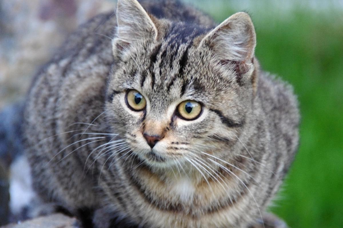 Operácie a homeopatiká