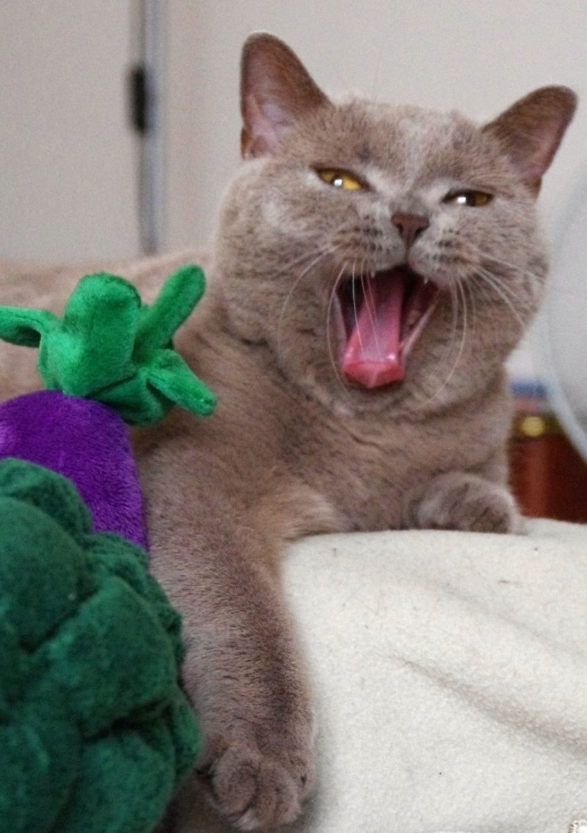 Zápal močového mechúra