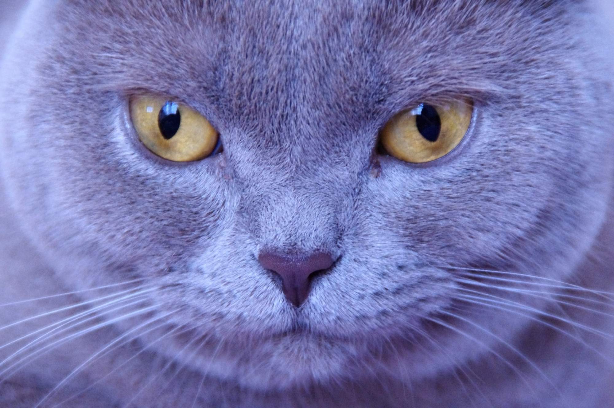 Aké sú najčastejšie jedy?