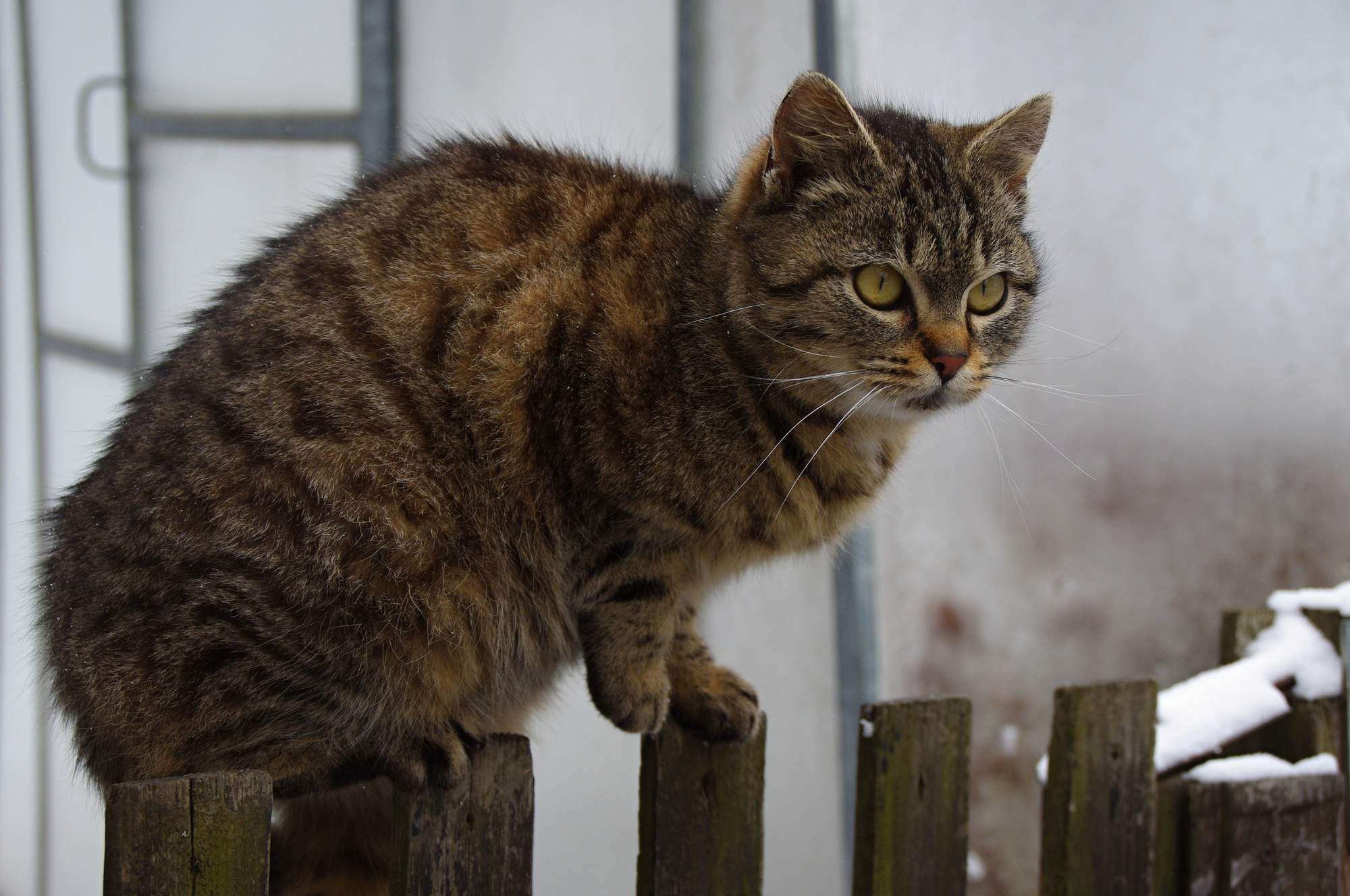 Pásomnica, to je škaredé slovo