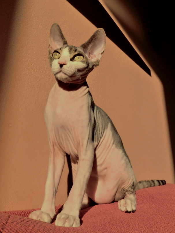 Psychické ochorenia pica