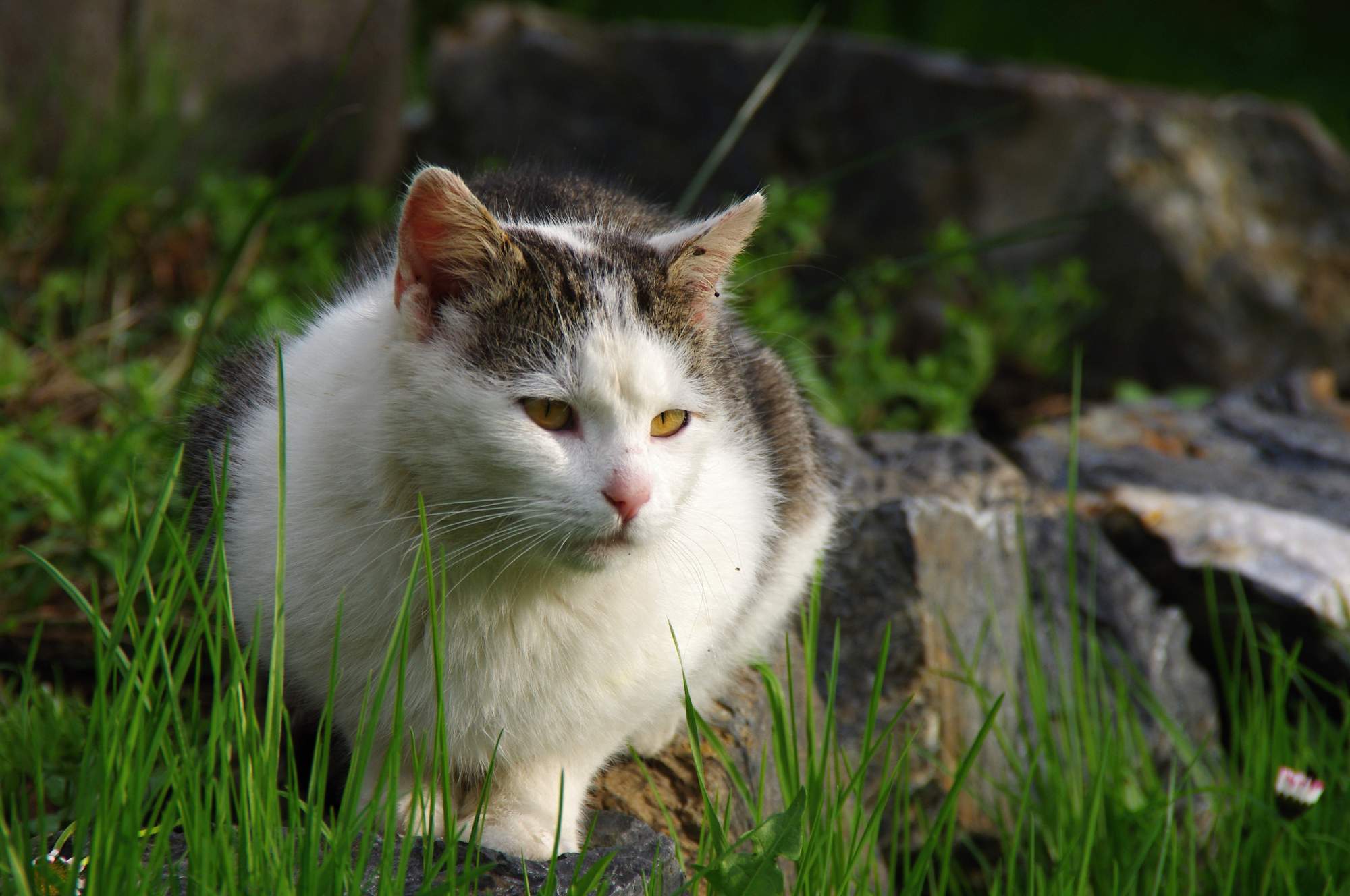 Liečba lymskej boreliózy