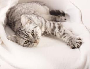 Podľa mačacieho gusta