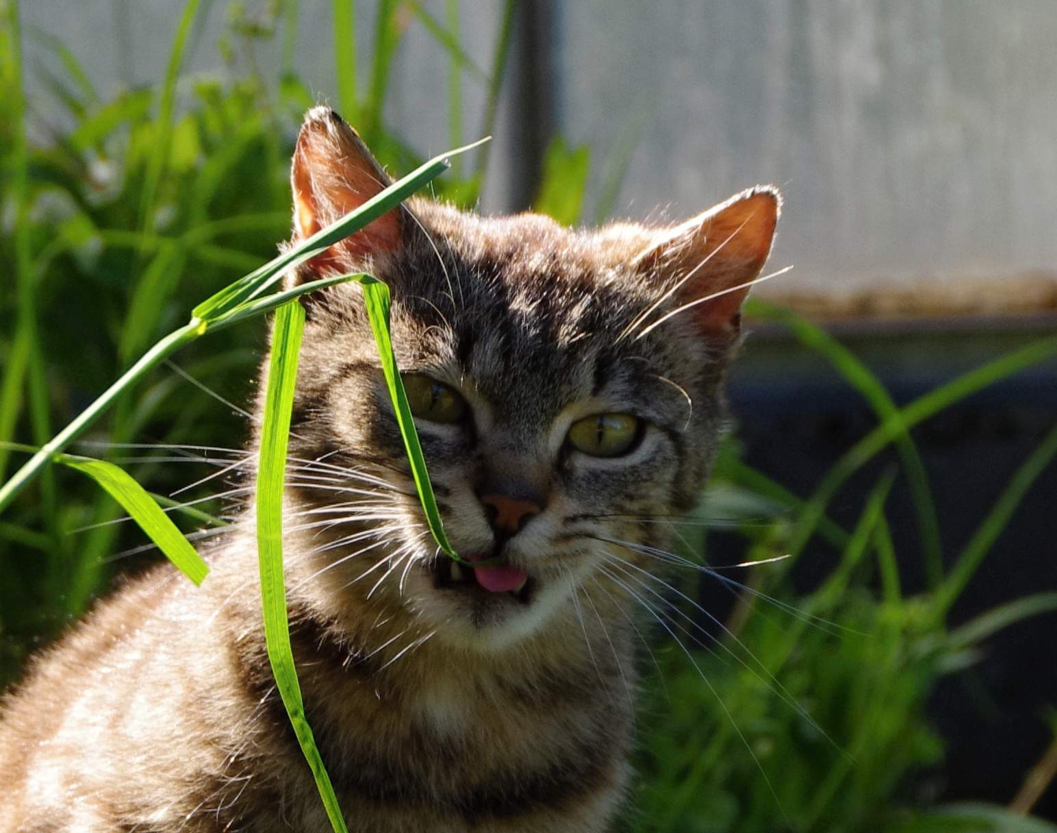 Ektoparazity dokážu potrápiť