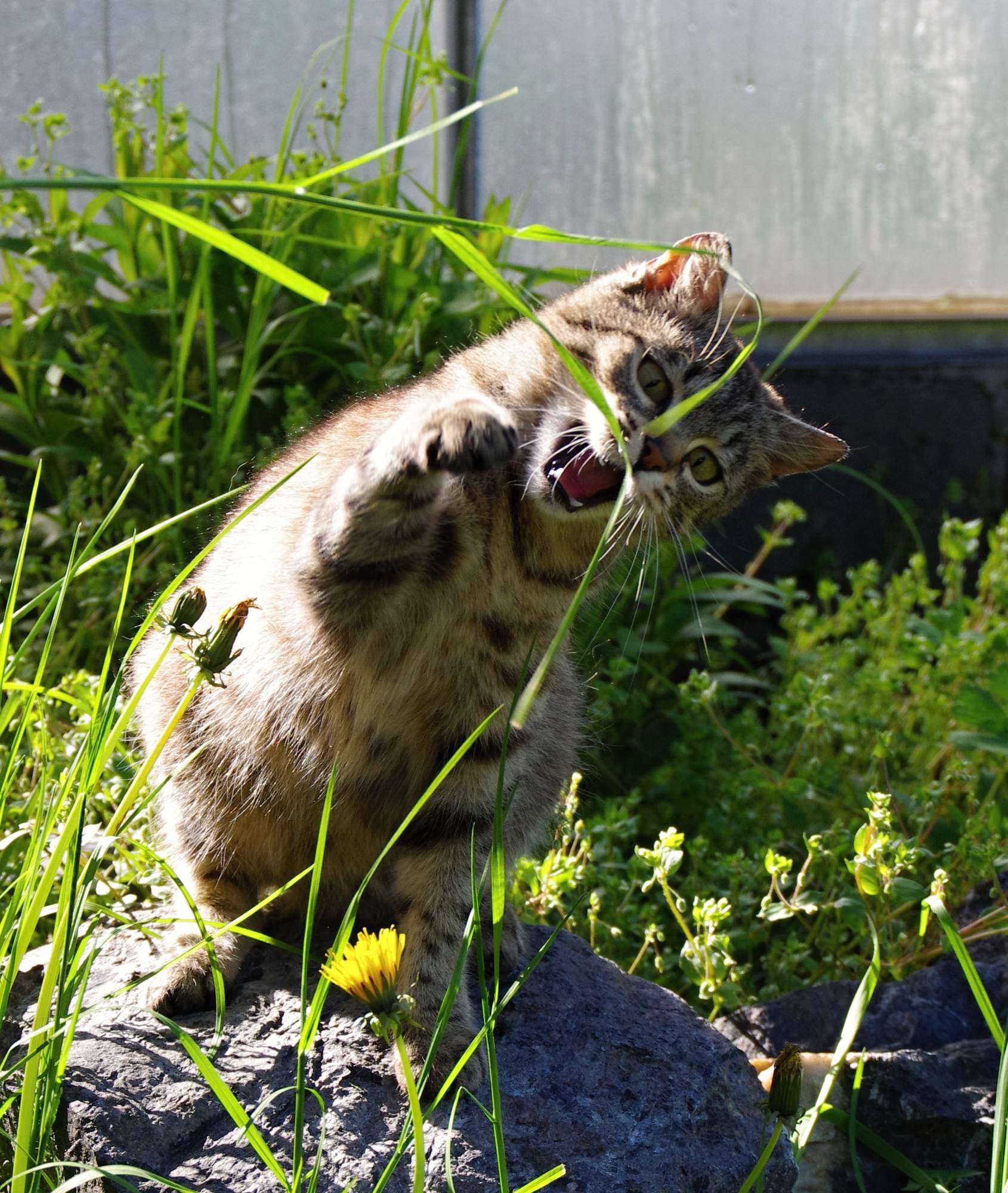 O endoparazitov pohľadom veterinára