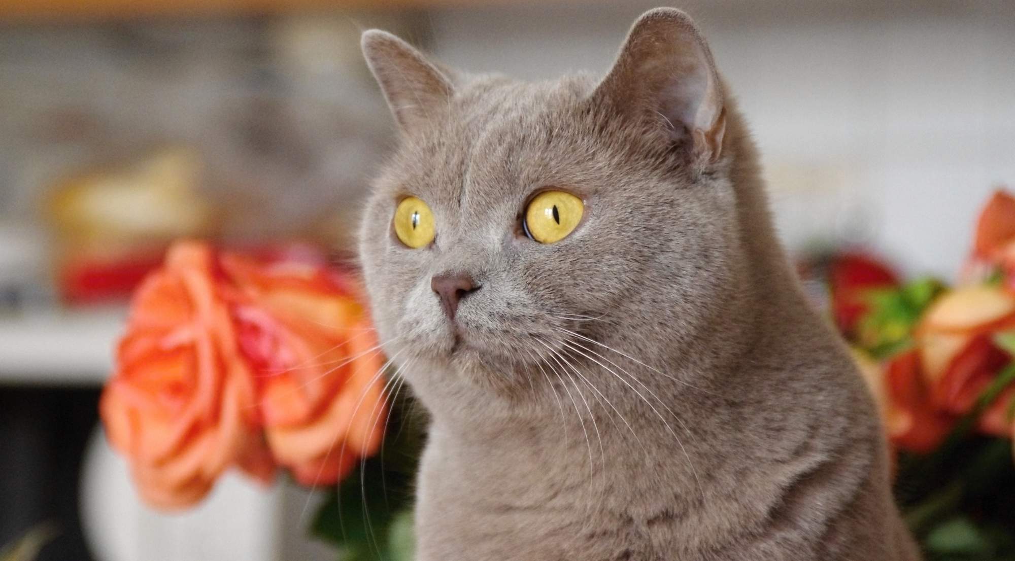 Šetrná liečba pri absencii ruje