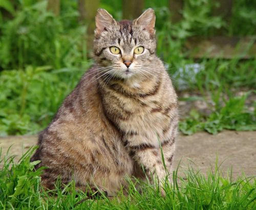 Bojazlivosť a homeopatiká