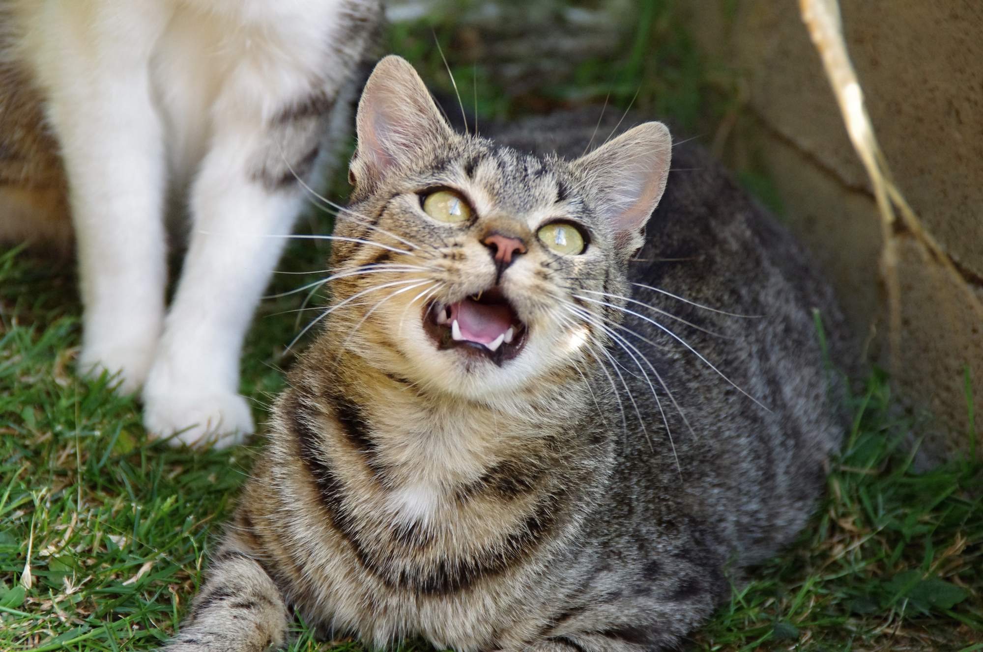 Virtuálna adopcia & # 8211; pomôžete?