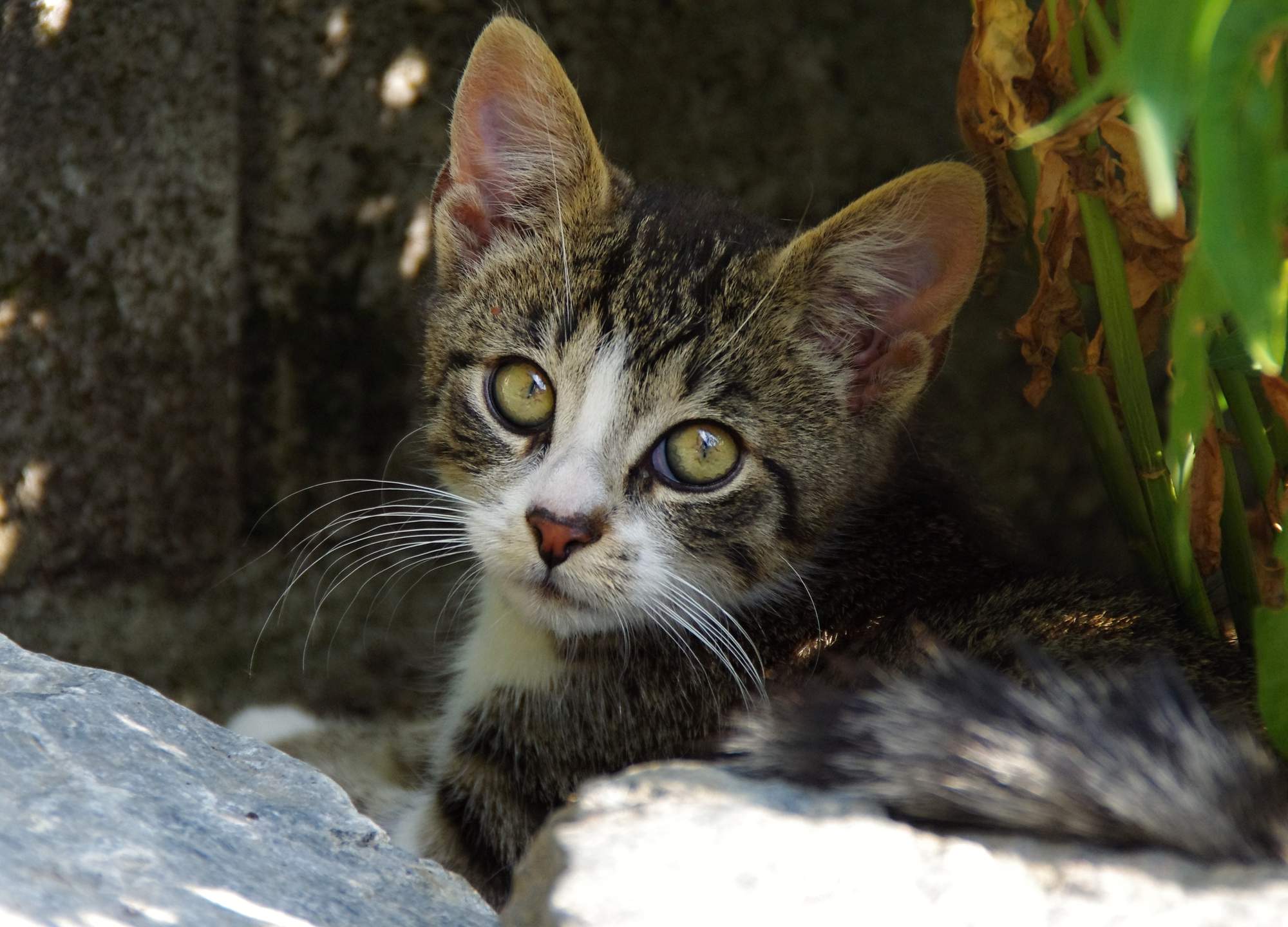 Pohryznutia a homeopatiká